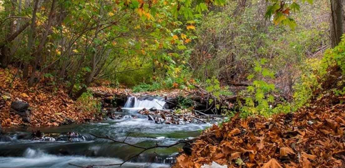 شاندیز و طرقبه